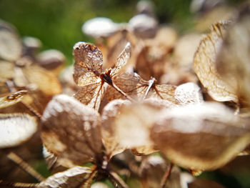 Close-up of dried plant on field