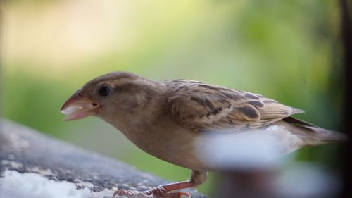 Close-up of a bird