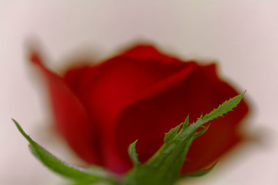 Close-up of red rose