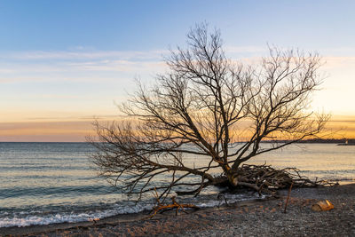 Bare tree by sea against sky during sunset