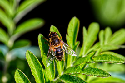 Close-up of insect on leaf