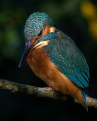 Close-up of bird perching on branch