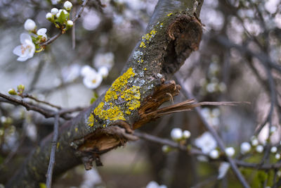 tree