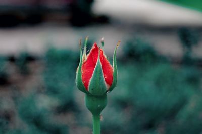 Close-up of red flower bud