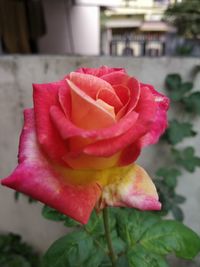 Close-up of pink rose