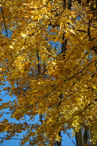 Low angle view of tree with yellow flowers
