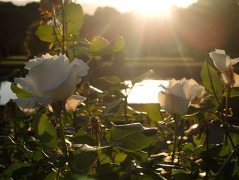 Close-up of white flowers growing in park