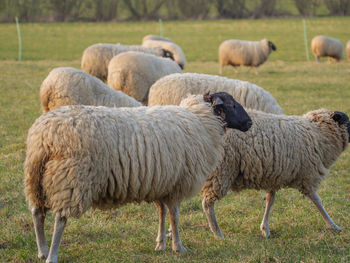 Sheeps on a meadow in germany