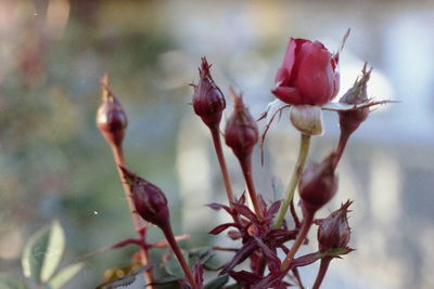 Close-up of flowers against blurred background