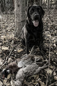 Portrait of a dog with dead bird against trees