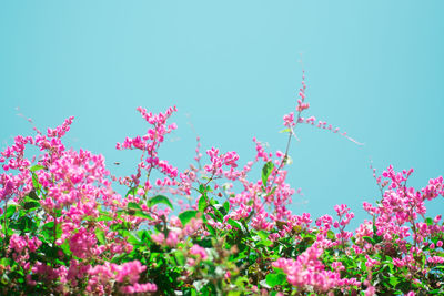 Low angle view of pink flowers against clear sky