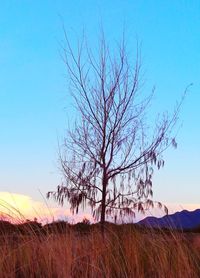 Bare tree on field against sky during sunset