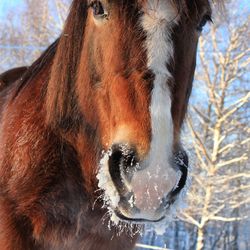 Close-up of horse