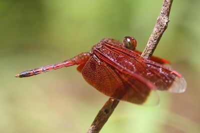 Close-up of insect on leaf