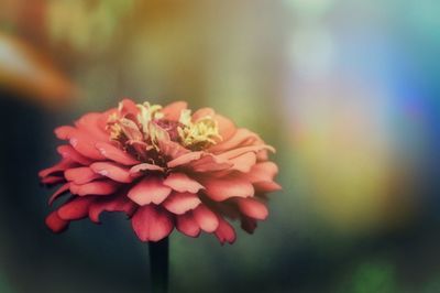 Close-up of pink flowers