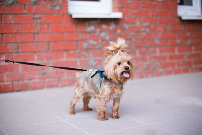 Dog standing on footpath