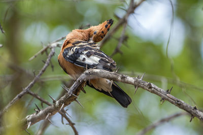 Low angle view of bird perching on branch