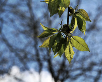 Low angle view of flower tree