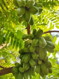 Close-up of berries growing on tree