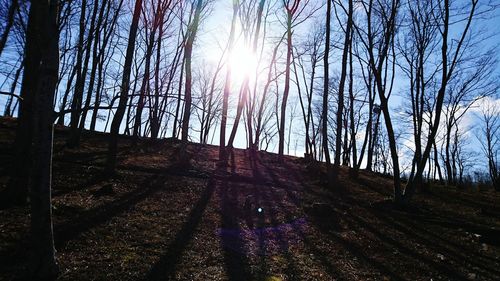 View of sun shining through trees