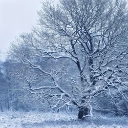 Bare tree in snow covered land