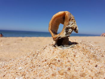 Close-up of crabshell on beach against clear sky