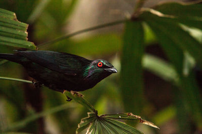 Metallic starling is a shiny bird with red eyes known as aplonis metallica found in new guinea 