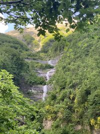 Scenic view of waterfall in forest