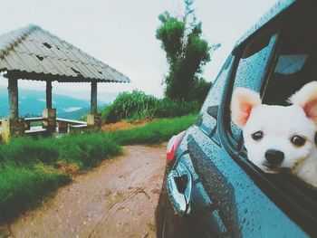 Dog sitting on ground