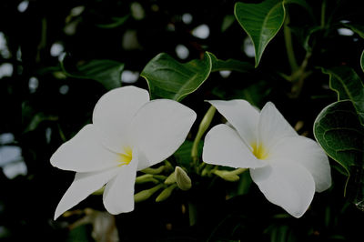 Close-up of white flowers