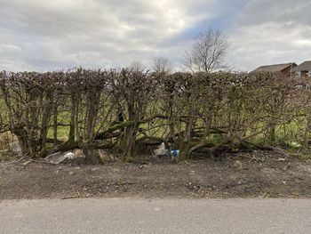 Bare trees on field against sky