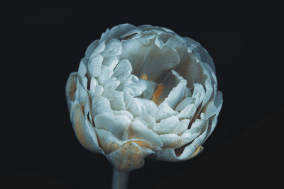 Close-up of white rose against black background