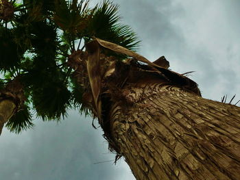 Low angle view of palm tree against sky