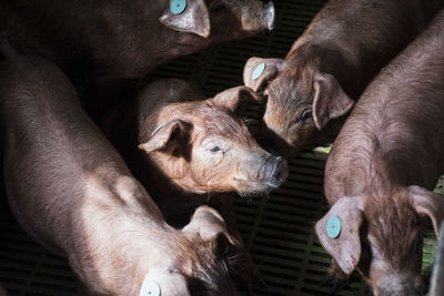 Salamanca, spain, iberian piglets in a factory farm