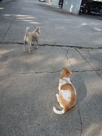 High angle view of dog on road