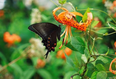 Close-up of butterfly pollinating on flower