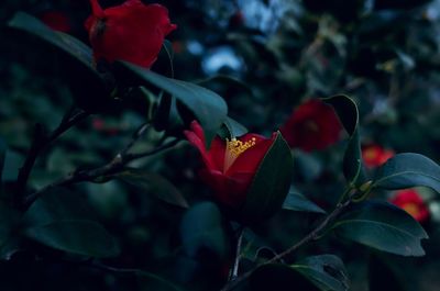 Close-up of red flowering plant