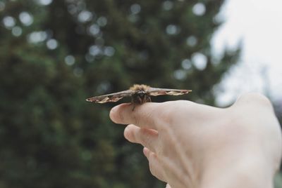 Close-up of hand holding lizard
