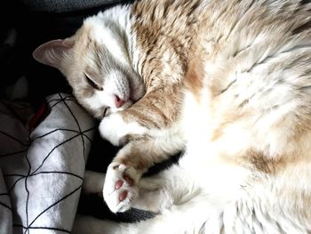 High angle view of cat sleeping