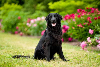 Black dog looking away on field