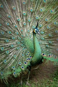 Close-up of peacock