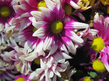 Close-up of pink flowering plants