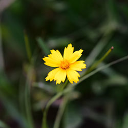 Close-up of yellow flower