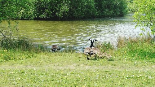 Ducks in lake