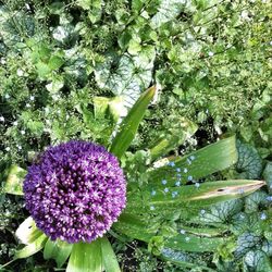 Close-up of purple flowers