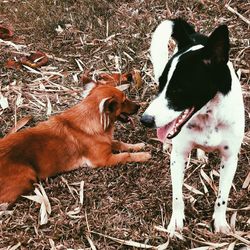 High angle view of two dogs on field