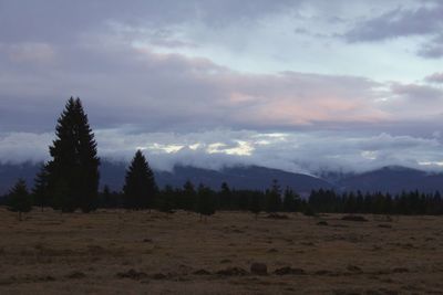 Trees on landscape against sky