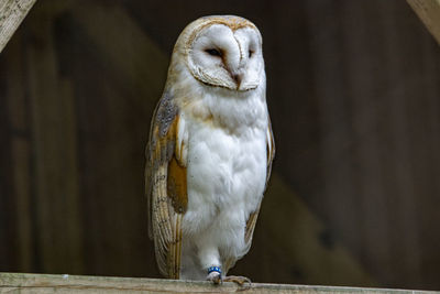 Close-up of a bird