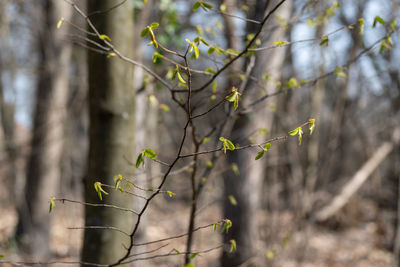 plant