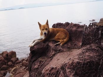 Portrait of dog on rock by sea